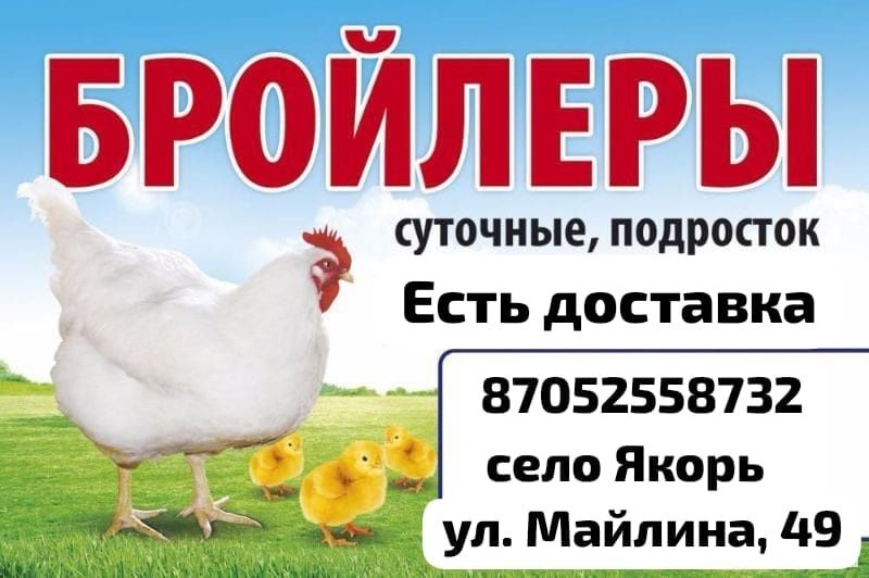 Продам подрощенных цыплят
