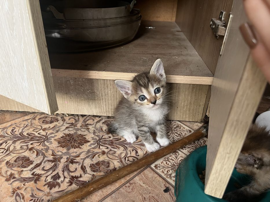 Котята в хорошие руки