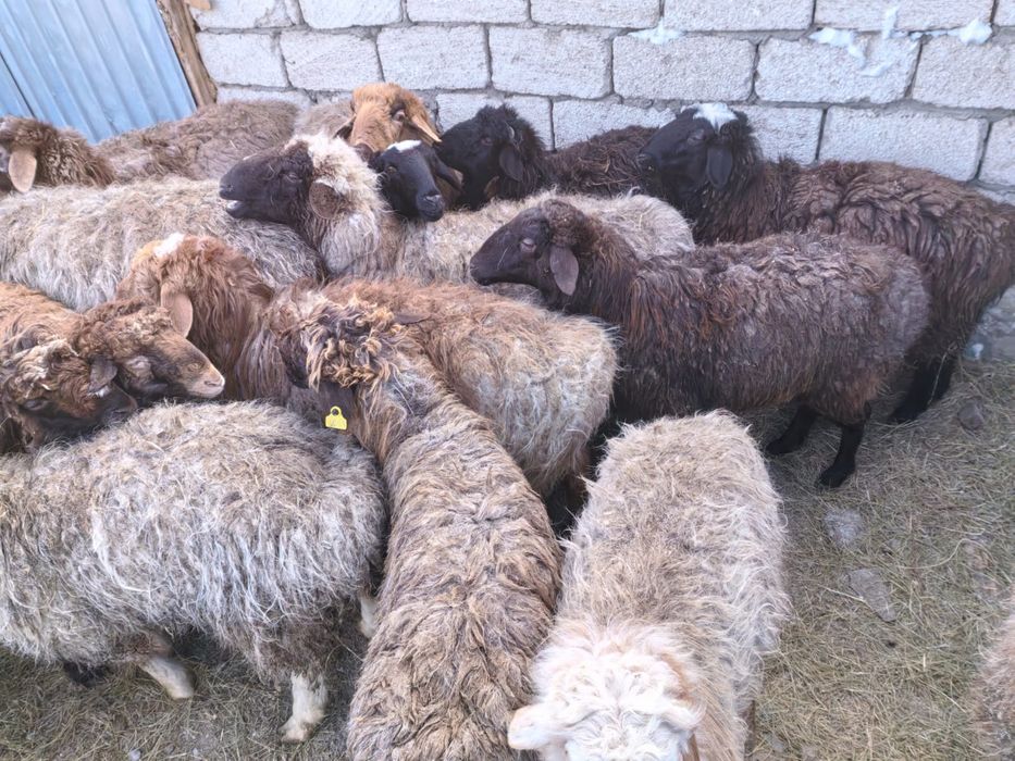 Койлар сатыладыы