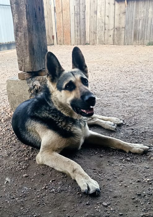 ВЕО породистый...