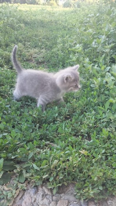 Отдам котят бесплатно