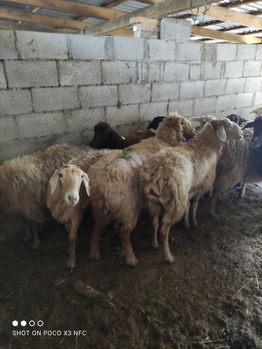 Продам баран есть самки и самцы