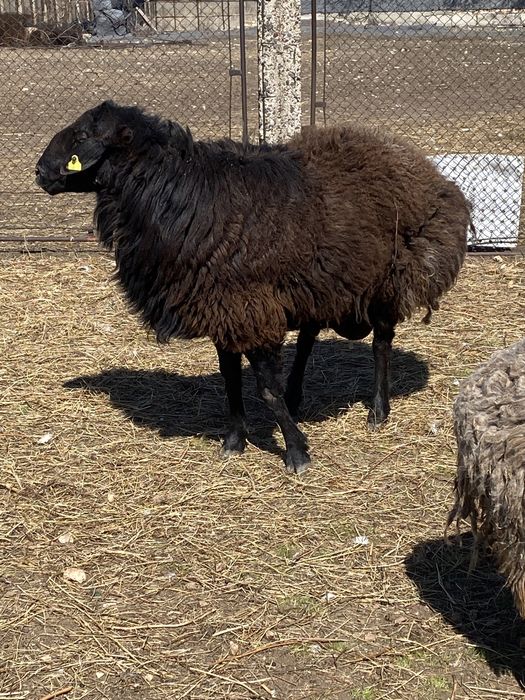 Кошкарчик на племя