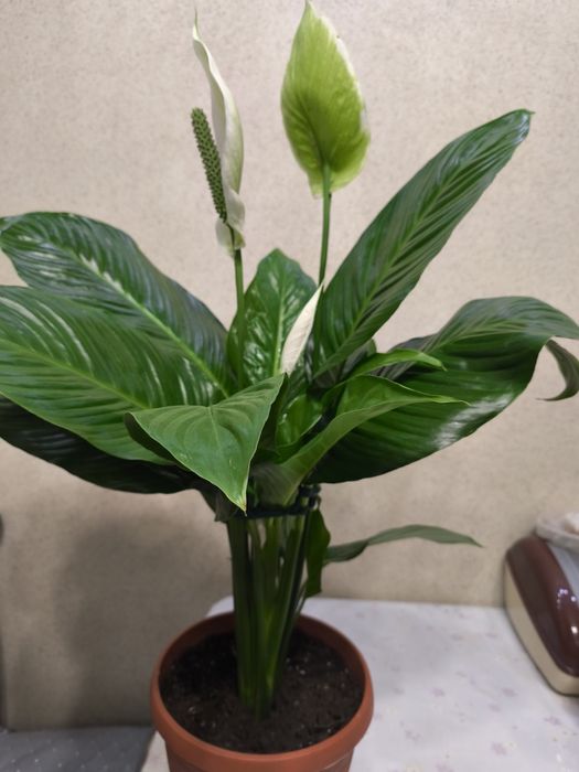 Срочно продам цветы