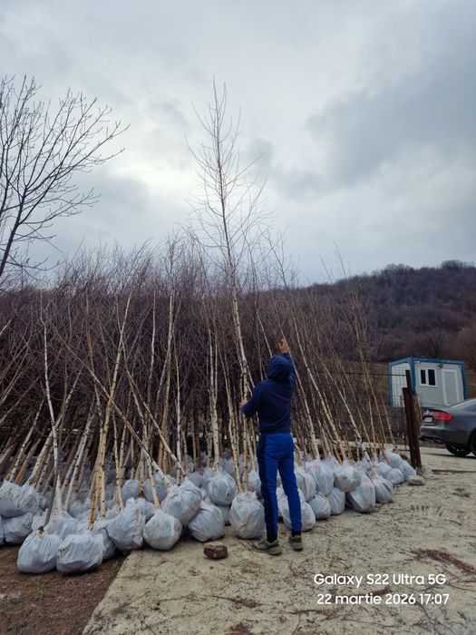 Mesteacan Tei Frasin Stejari plante