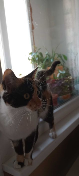 Котенца на десет месеца търсят дом.