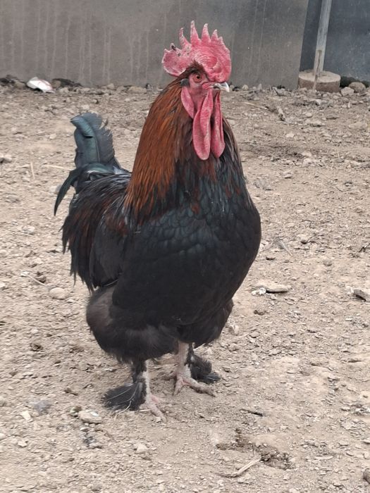 Маран зотли тулак хуроз