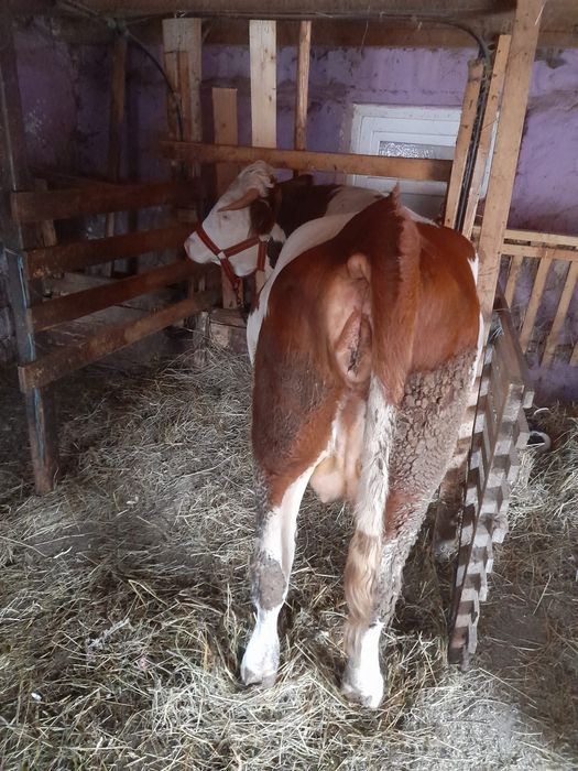 Vând Juninca Balțata