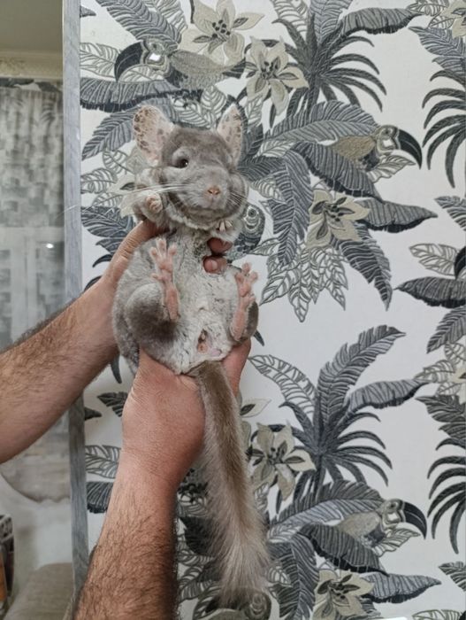 Shinshula sotiladi kelishtirib beraman