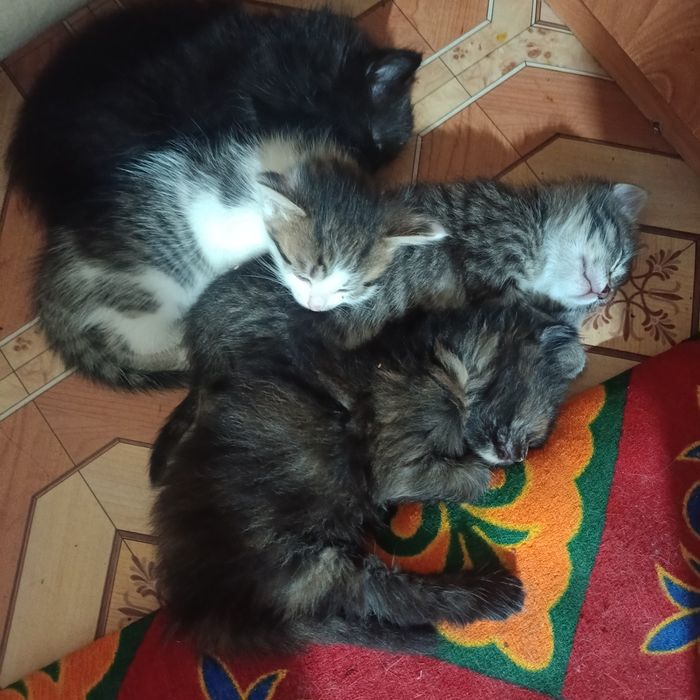 Отдам катят в хорошие руки.