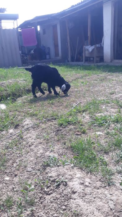 Sotiladi 2ta bolasiyam qiz