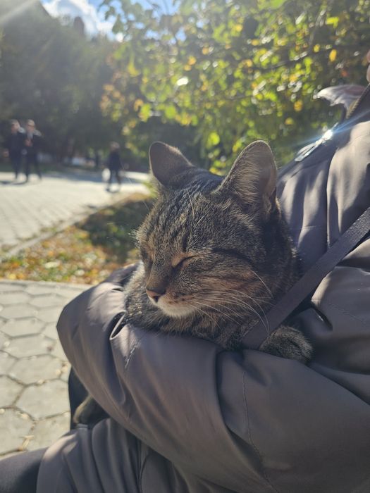 Кошка  Бакыт ищет дом