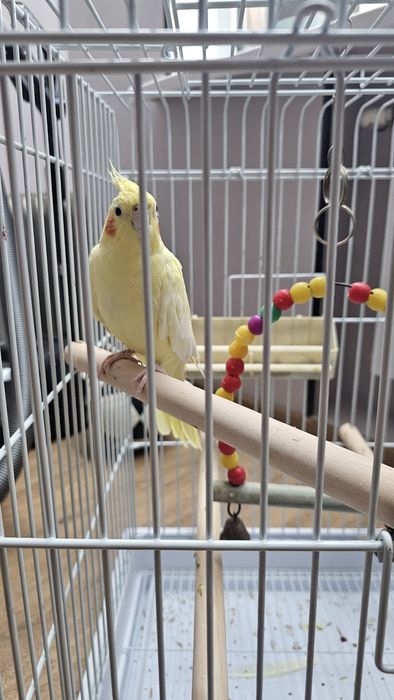 Попугай.  Пара кораллы