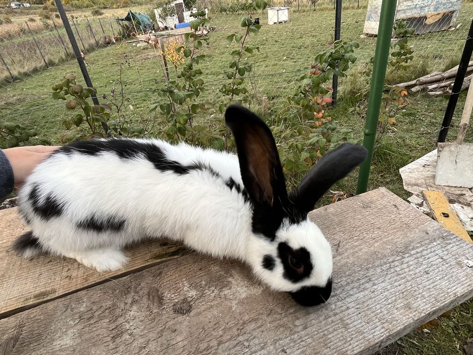 Iepuri fruturii 6 luni