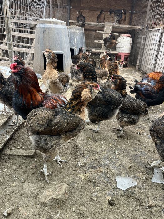 Oua araucana potarnichiu salbatic