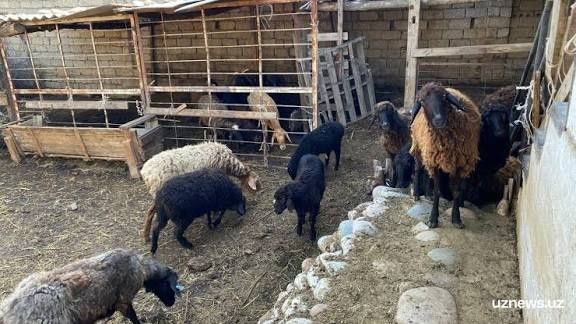 Chorva qo'ylar va qo'zilar