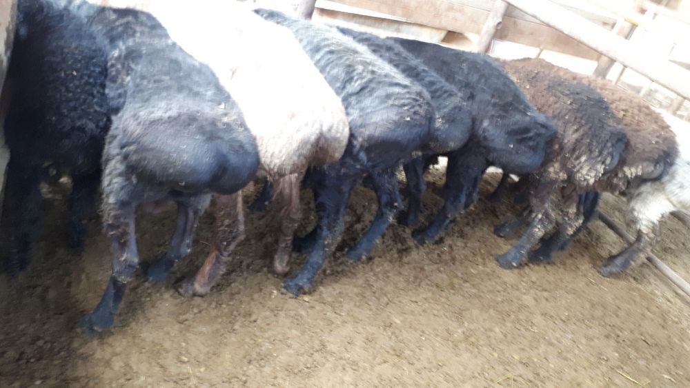 Қой сатылады. Habarlasinzdar