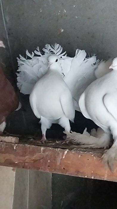 Дутыш павлин сатлады