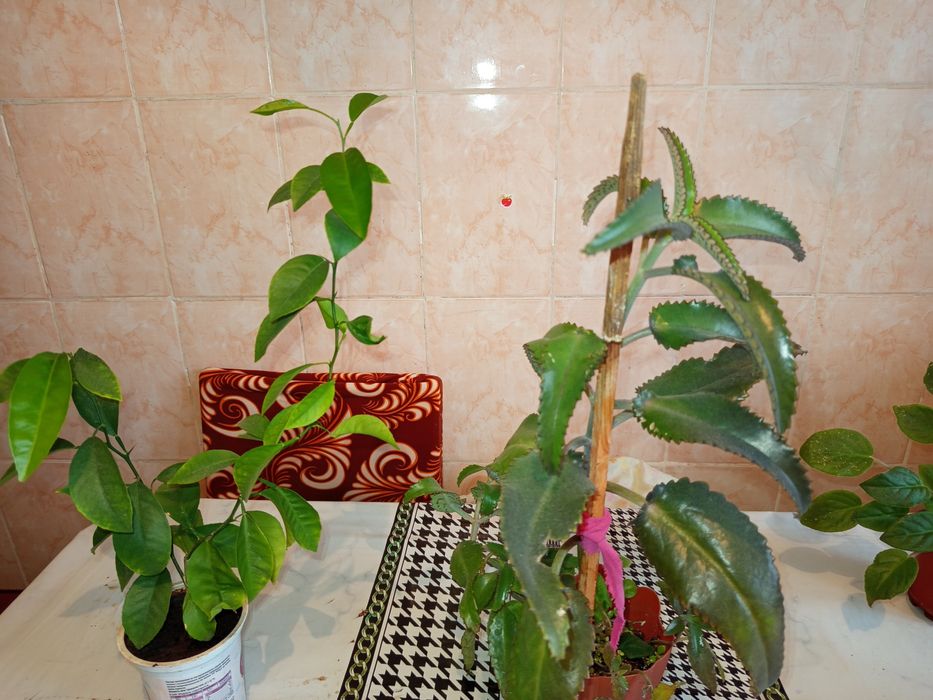 Продам комнатные растения