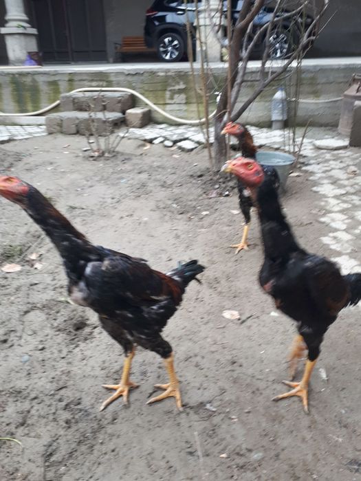 Dakan xurozlar sotiladi