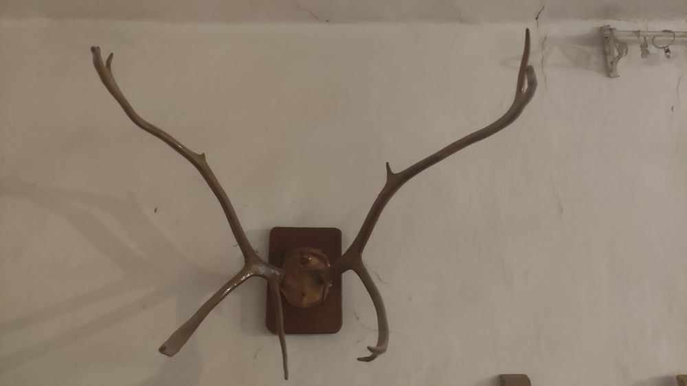 Олень  рага настенный