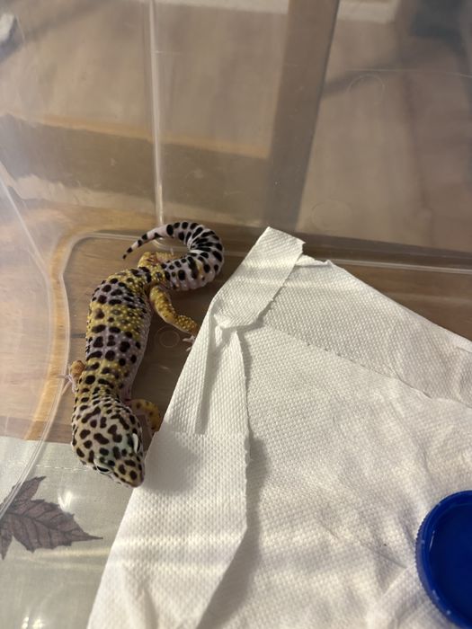 Gecko leopard  4 luni