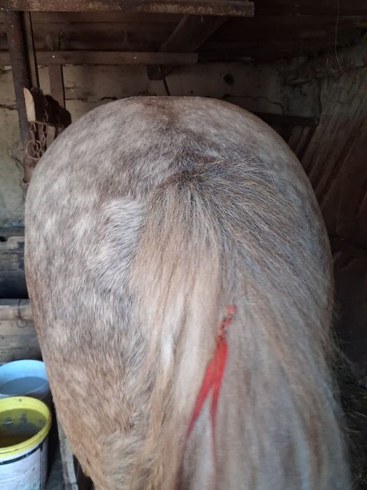 Mânză de vânzare de un an și 10 luni