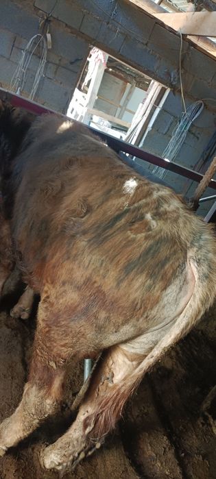 Продаю быка возрость полтарашка