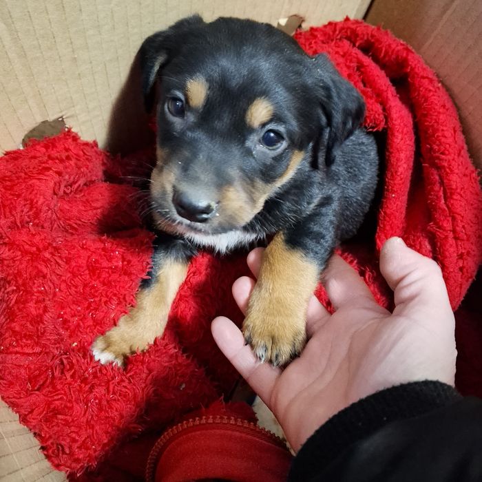 Подарявам малко кученце