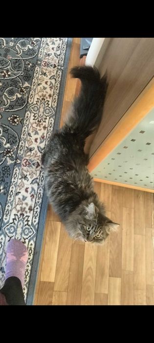 Отдам кота в добрые руки