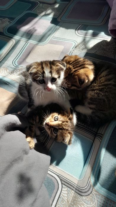 Отдам котенка вислоушку