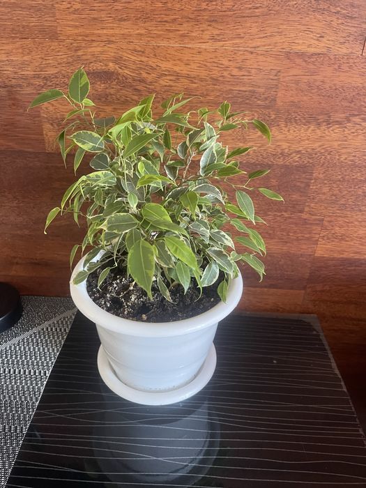 Красивые, пушистые Фикусята  .