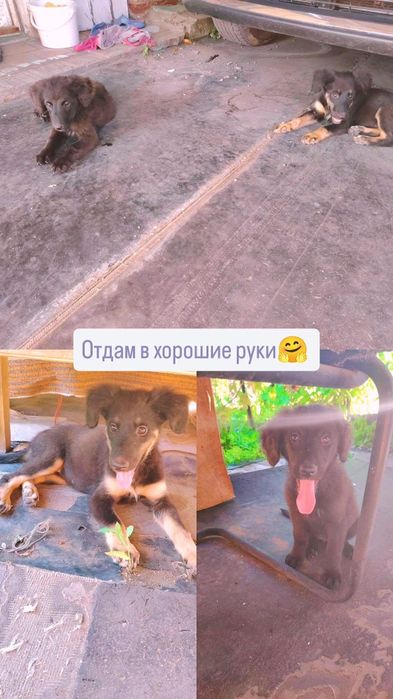 Отдам в хорошие руки мальчик и девочка