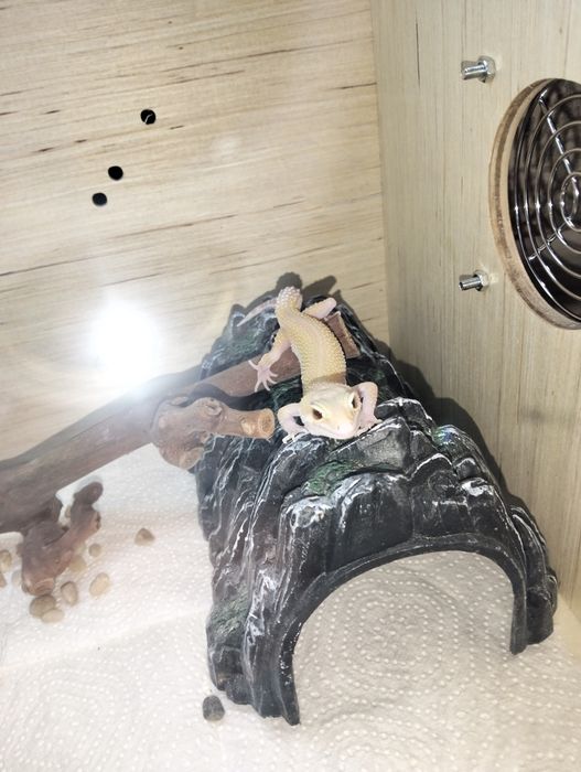 Продаю эублефары (пятнистые гекконы)