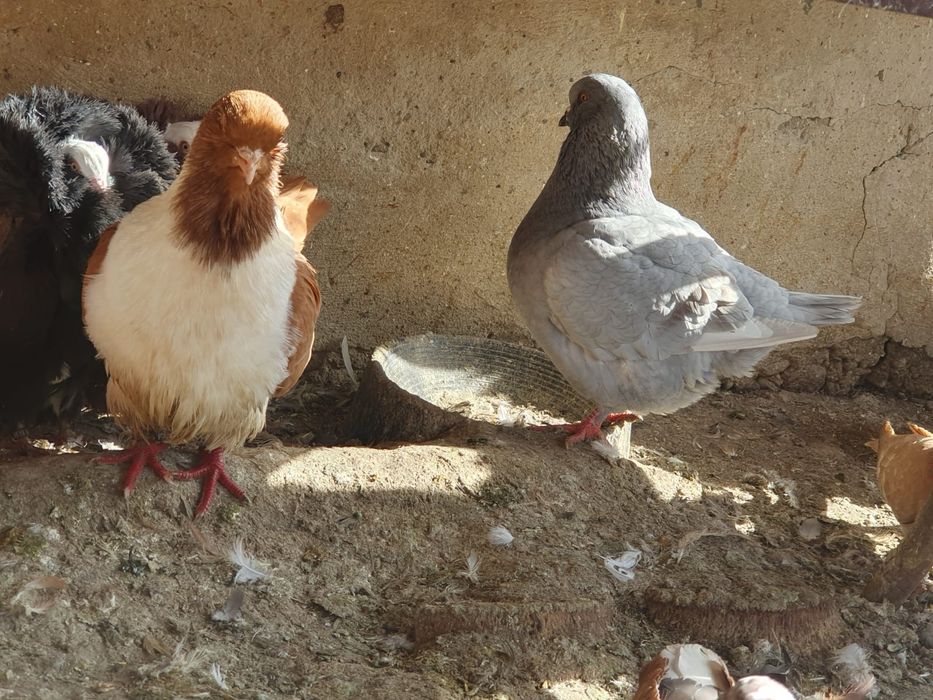 Vand mai multe specii de păsări