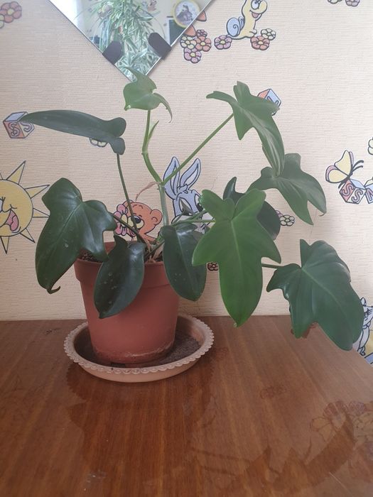 Комнатные цветы от 800 тенге