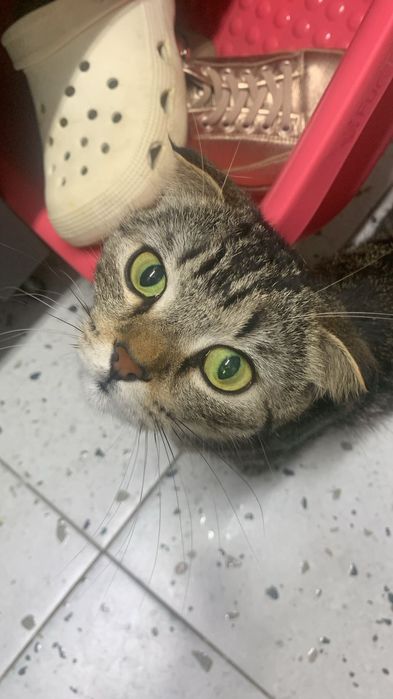 Кисуням нужен дом.