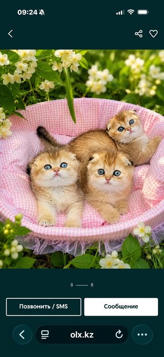 Шотландские котята золотая шиншилла