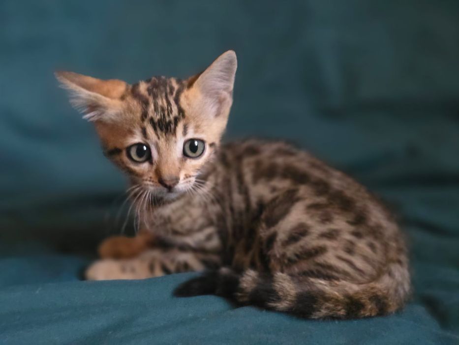 Бенгальские котята