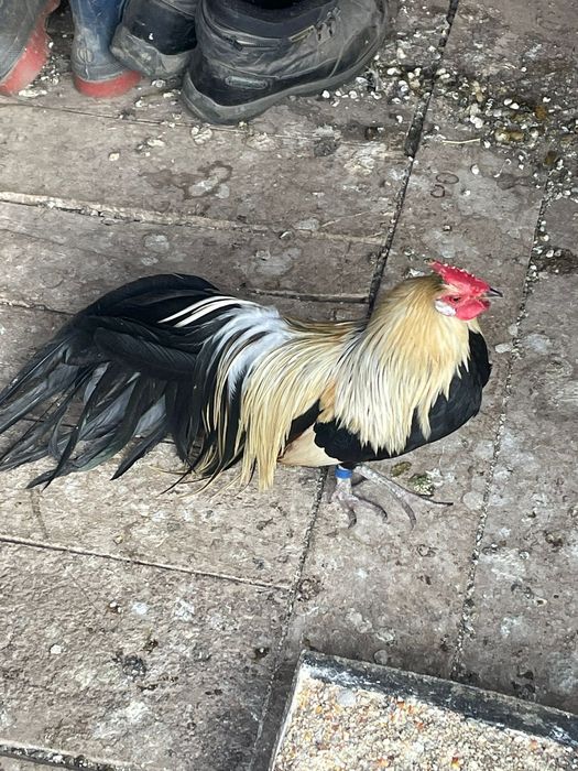 Vând pereche de phoenix