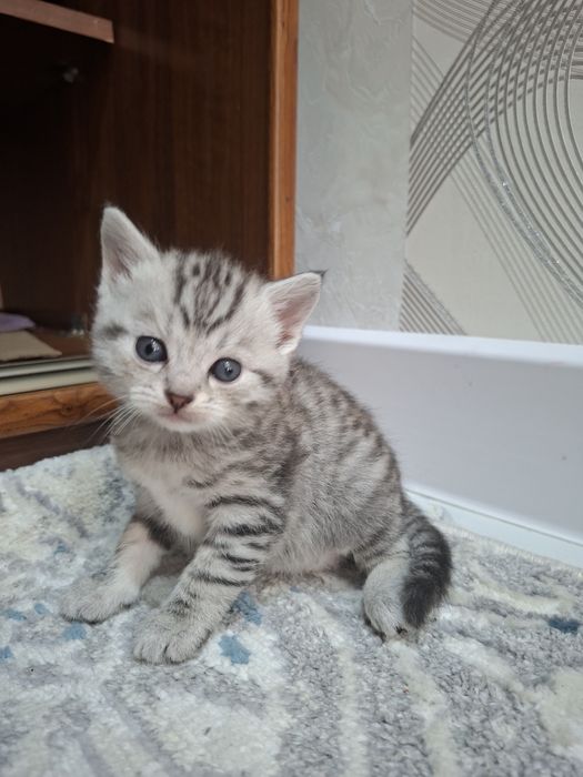 Продам британских котят