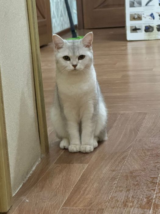 Продаем Домашнего кота Аньфису