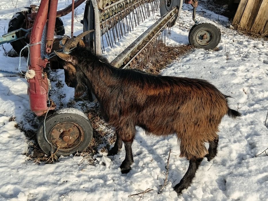 Țap de vanzare!!!