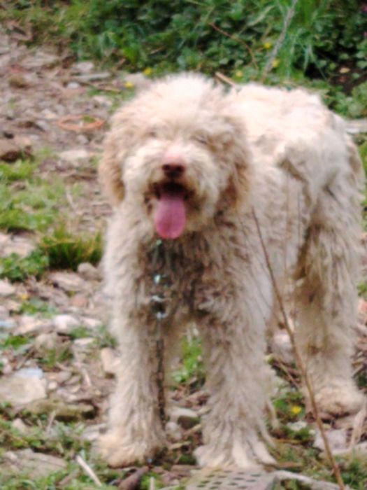 Обучено логото за трюфели