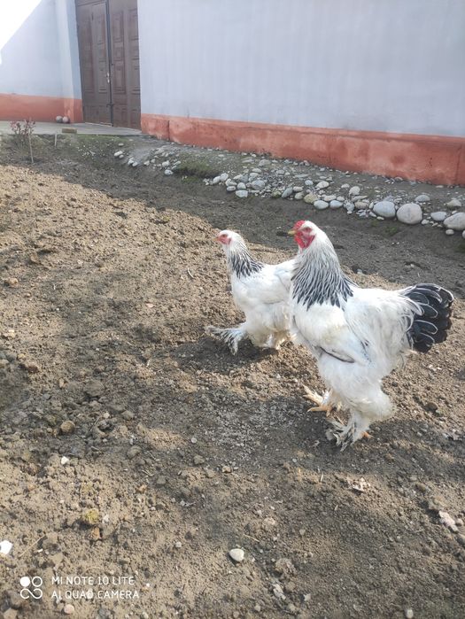 Qora shahzoda. Tuxum