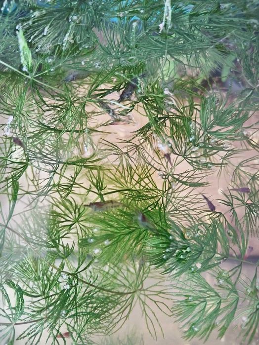 Креветки аквариумные