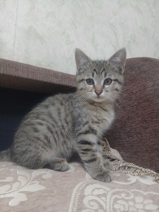 Кошечки ищут дом