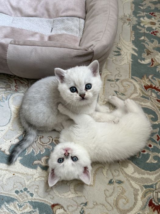 Британские шишилы котята