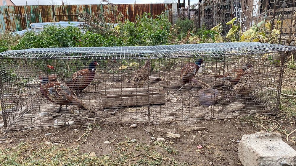 Қырғаулдар сатылады