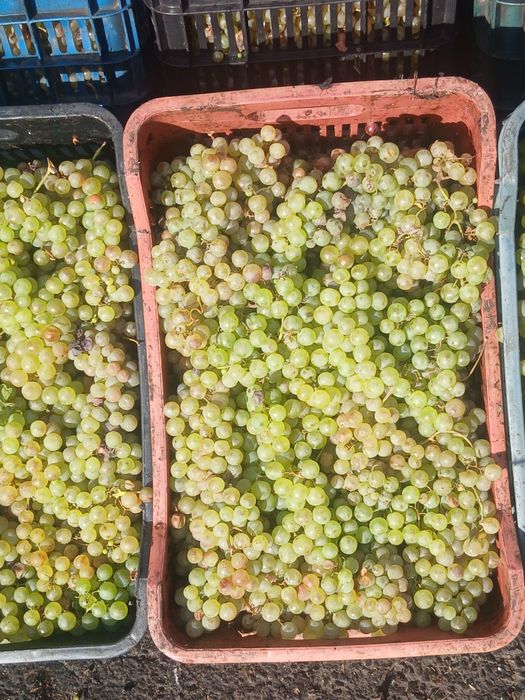 Struguri de vin cu transportul gratuit la domiciliu
